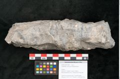 Foto (Objekt + Etikett) von Calamites communis Ettingshausen (NHMW-GEO-2024-0188-10967)